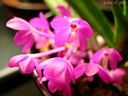 Ascocentrum ampullaceum