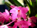 Ascocentrum ampullaceum