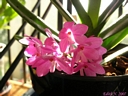 Ascocentrum ampullaceum