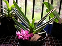 Ascocentrum ampullaceum (plante)