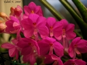 Ascocentrum ampullaceum
