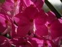 Ascocentrum ampullaceum
