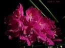 Ascocentrum ampullaceum