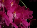 Ascocentrum ampullaceum