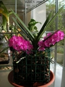 Ascocentrum ampullaceum (plante)
