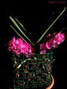 Ascocentrum ampullaceum (plante)