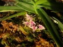 Ascocentrum pusillum