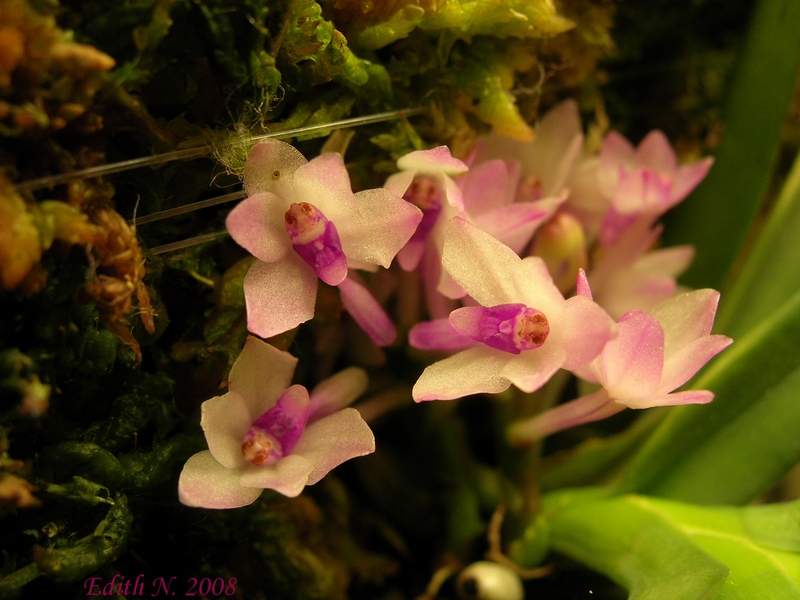 Ascocentrum pusillum