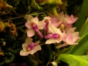 Ascocentrum pusillum