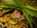 Ascocentrum pusillum