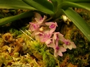 Ascocentrum pusillum