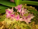 Ascocentrum pusillum