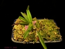 Ascocentrum pusillum
