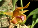 Bulbophyllum smitinandii