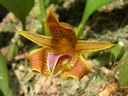 Bulbophyllum smitinandii
