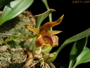 Bulbophyllum smitinandii