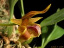 Bulbophyllum smitinandii