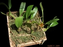 Bulbophyllum smitinandii