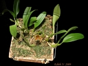 Bulbophyllum smitinandii (plante)