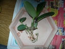 Cattleya walkeriana