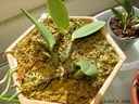 Cattleya walkeriana