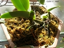 Cattleya walkeriana