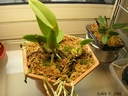 Cattleya walkeriana