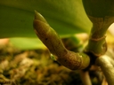 Cattleya walkeriana
