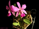 Cattleya walkeriana