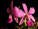 Cattleya walkeriana