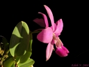 Cattleya walkeriana