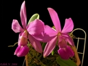 Cattleya walkeriana