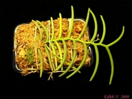 Cleisostoma arietinum (plante)