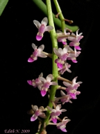 Cleisostoma arietinum