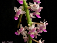 Cleisostoma arietinum