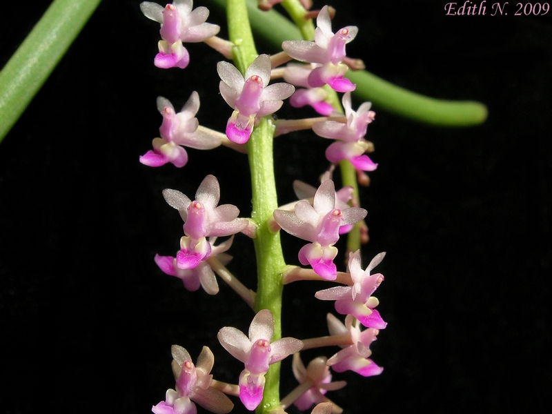 Cleisostoma arietinum
