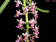 Cleisostoma arietinum