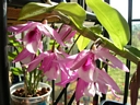 Dendrobium parishii