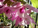 Dendrobium parishii