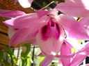 Dendrobium parishii