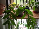 Dendrobium parishii (plante)