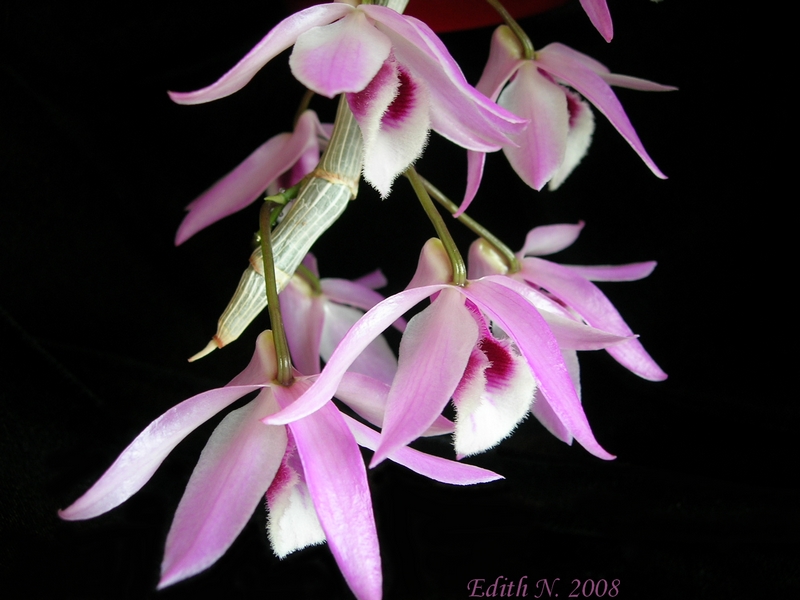 Dendrobium parishii