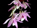 Dendrobium parishii