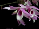 Dendrobium parishii