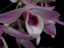 Dendrobium parishii