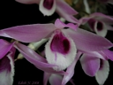 Dendrobium parishii