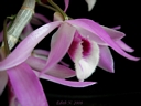 Dendrobium parishii