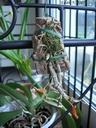 Dendrobium unicum