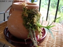 Dendrobium unicum