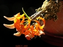 Dendrobium unicum (plante)